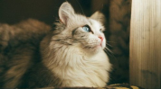 娱乐吃瓜酱猫传腹,揭秘病毒背后的健康危机