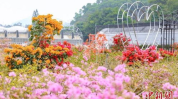 鲜花 广州,花城魅力绽放
