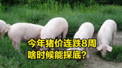 今年猪价行情,波动与机遇并存