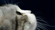 娱乐吃瓜酱猫打翻电视,引发网友热议